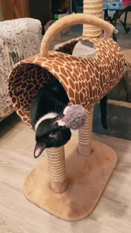 #PepsiApplePieChallenge #cat #catsoftiktok #tuxie #catlife #catlove #playtime #tuxedocatsoftiktok #sillyboy #catplay #geppetto