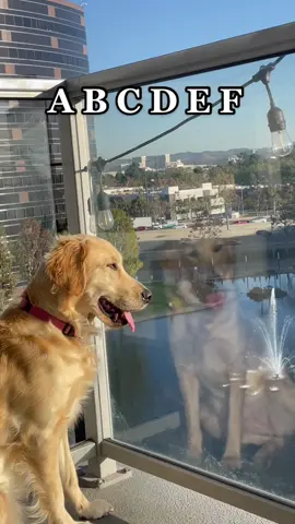 Obsessed with this audio #goldenretriever #boyfriend #fyp