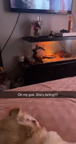 If anyone was wondering what a snake fart was like here it is 😂#fyp #foryou #snake #animals #foryoupage #weird #pet