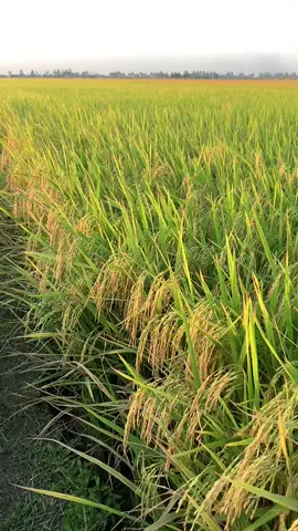 Menghitung hari🌾#padi315#rezekidisawah #adaserelong_2 #kedahdarulaman🌾
