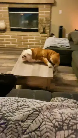 #funny #viral #funnyvideos #englishbulldogsoftiktok #bulldog #crazydog #foryoupage