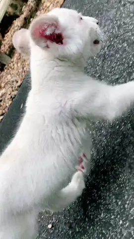 Little lion has places to be #fypシ #lion #whitelion #cub #zookeeper #dailywalks #catsoftiktok #cats #fy #fyp #breakmystride #walks #cute #kimba