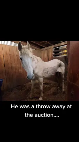#fyp #horsesoftiktok #rescuehorse #perchrondraftcrosshorse