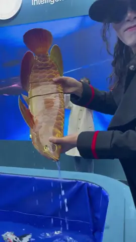Technological bionic fish, have you seen it? #michaeljackson #vairal #fyp #foryou