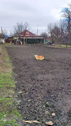Поле вспахал, можно отдохнуть 🐶#дача #pes_strange #собаки #корги  #рекомендации #dogsvideo