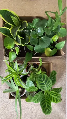 im back at school!! #packing #college #plants #aesthetic