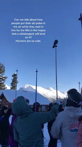Pretty cute if you ask me. #skiing #skitok #whistler