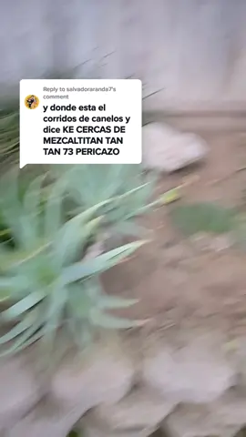 Reply to @salvadoraranda7 esa mera regio? #marialuztorresochoa #lailama #elpericazo #perinotas #cosala #cosalasinaloa #losllanosderefugio #losllanosdearagon #trailers #traileros #trucking #corridos #loscanelosdedurango