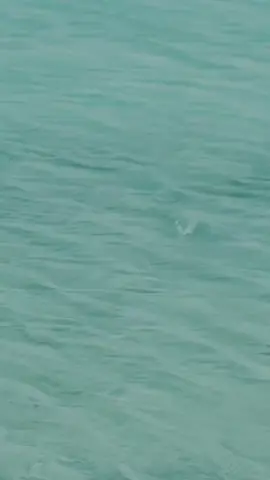 #fypシ #صيد #gofishing #fishing #explore #fish #fisherman #casting #صيد_السمك #اكسبلور