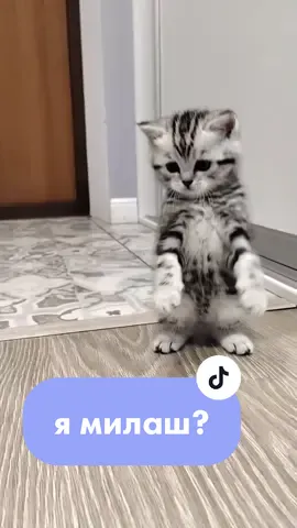 #мяу #кот #смешныевидео #смешныекошки #пушистик #cat