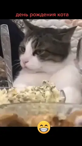 #пэт_комедия#врек#топ