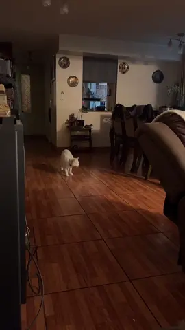 no les dieron mucha importancia a mi audio y siguieron peleándose dksjdkskd amo a mis mascotas<3