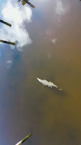 American Crocodile 🐊 that dropped in to say “hi” during my recent kayak fishin mission down in the Keys. Kinda mesmerizing to see him swimming along the surface from above. Sitting in the kayak I could barely see it’s eyes above the surface checking me out. #florida #fishing #crocodile #reptile #aligator #video #youtube