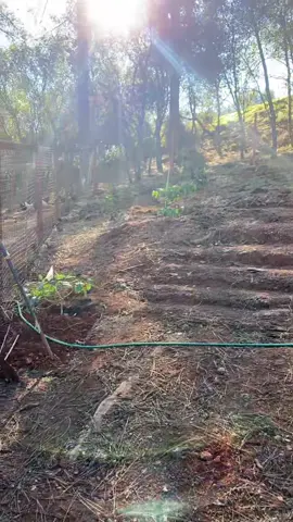 Making progress 👍🏼🌳🌸 #growyourownfood #foodforest #gardenproject #garden #selfsustainable