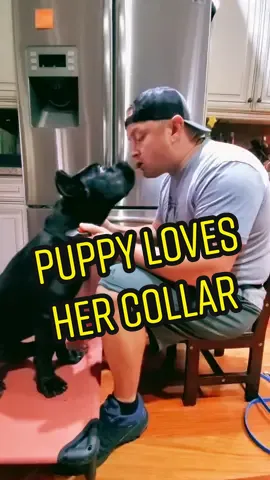 Teach your dog to love putting on any collar! #canecorso #dogs #puppy #dog #canecorsopuppy #doglife #DogTraining #doglover #doglife #dogtrainer