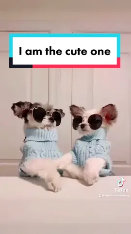 #PetsOfTikTok #Dogs #dogsofnyc #cutenessoverload #olsentwins #foryou