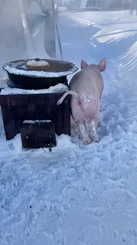 #поросёнок #сельскаяжизнь #своёхозяйство