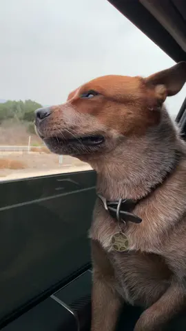 Cowboy is ready for another road trip #roadtrip #australiancattledog #heeler #travelbuddy