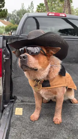 You ain’t no Cowboy Ol’ Son @dalebrisby 😂🤠 #australiancattledog #heeler #cowboy