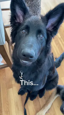 #blackgsd #blackgsdsoftiktok #gsdpuppy #gsdpuppymom #blackgermanshepherd #blackgermanshepherdsoftiktok #blackgermanshepherdpuppy #lovemydog #lovebug