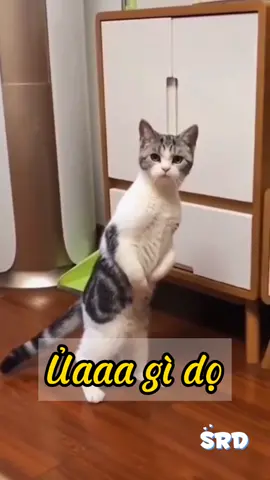 Ủa ủa.. gì dễ thương dọ #fypシ #fypシ゚viral #cute