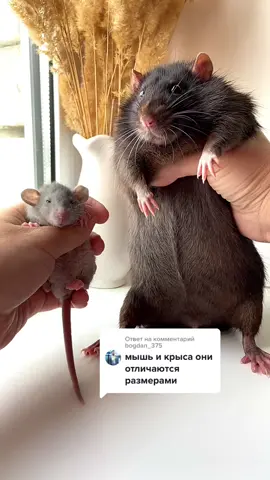 Ответ пользователю @bogdan_375 #крысули #дамбо #крыса #крысы #булка #крыска #врекии #зайдет #залетит #крыса🐁 #крысята #крысенок #четвероногийдруг #крыс #крысятник #крысовод #животные #крысуня #крысуля #дамбики