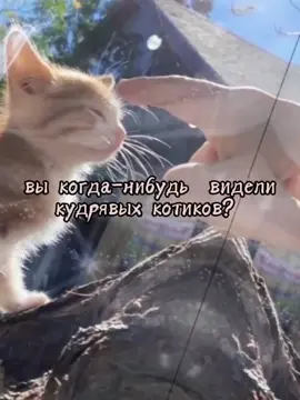 няшки<3 #рекомендации🥥🌴#ведьмочка🌼🦋