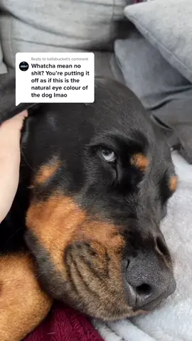Reply to @bailsbucket this is her natural eye colour lmao gtfo 🤣 even my dogs tired of your shit.