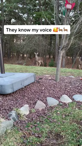 They know my voice & come when I call them, even though I haven’t seen them in over a month 🥰🦌🦌🦌 #happyherd #CloseYourRings #ArbysDiabloDare