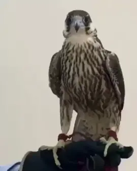 معنا شواهينن تصيد اقلوبها مثل الحديد🔥