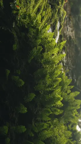 The woods are quiet but my mind is not