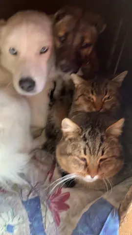 #спасениеживотных #подарисобакедом #помощьживотным #коммуналка #коммунальнаяквартира #рекомендации