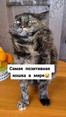 #необычныйпэт