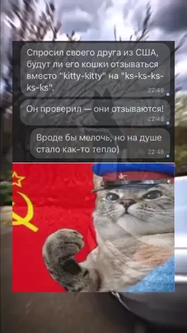 #мем #рекомендации❤️❤️ #memes #cat #hlebyshik #рекомендации #рек