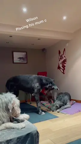 #irishwolfhound #wolfhound
