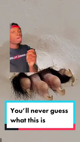 That’s the look of someone aware of what they’ve done but knows they’d do it again #nature#australia#mystery