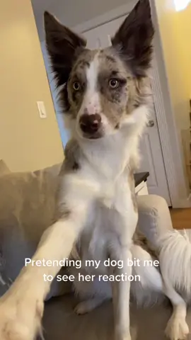 awww she felt so bad 😭 #dog #dogreaction #dogchallenge