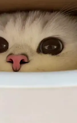 A kitten with a moving nose #cat #pet #funny #petvlog #catsoftiktok #catlover