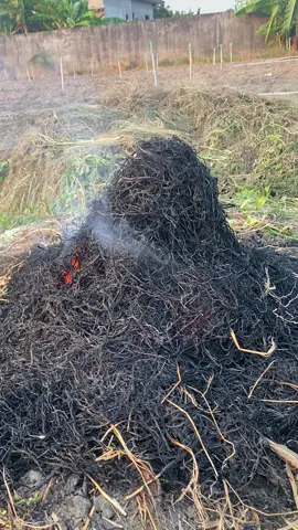 #nguyenhongphuc79  cá lóc nướng rơm