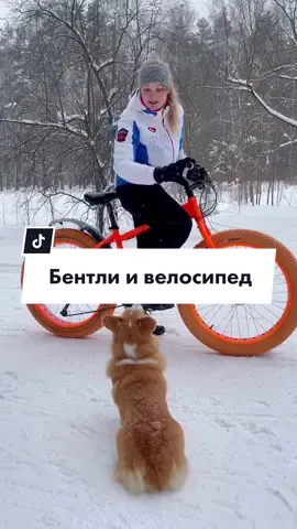 Минусы коротких лапок 😭 #pet_gym