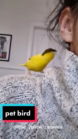 #canary #canarybird #canariesoftiktok #glostercanary #glostercorona #Love #hair #petbird #petcanary #firstpost #horatio #yellowbird #tiktokcanary
