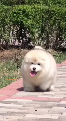 🐶😍🥰😁 #маламут #маламутбаламут #пушистик #мокрыйноскиров