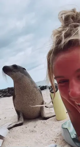 He’s just in a silly goofy mood 🤪 #galapagosislands #sancristobal  #sealions #CloseYourRings
