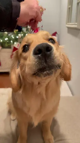 Head scratch = yawn #fyp #foryoupage #dogsoftiktok