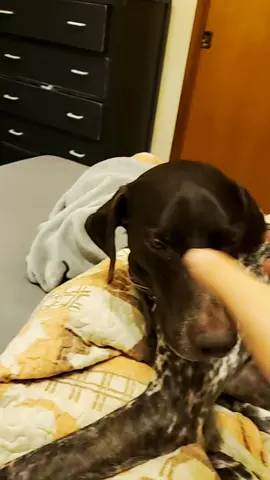 #GSP#twistitbopit#dogsoftiktok#