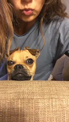 Another puppy Dallas video 🥺 #PetsOfTikTok #dogsofttiktok #puppy #cute