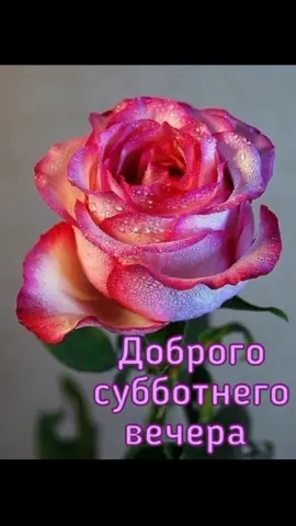 Доброго ,прекрасного вечера,Друзья!🥰🥰🥰