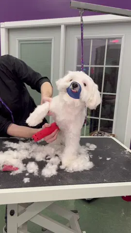 Reply to @conciergedavid  back at it again! #maltese #aggressivedog #doggrooming