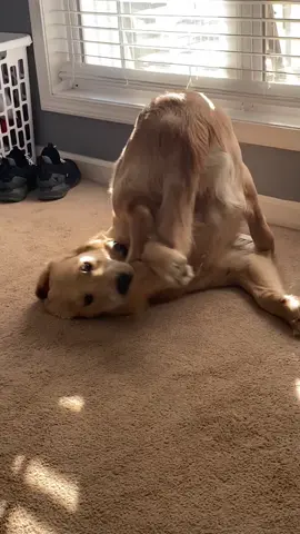 Crazy dog #goldenretrieverlife #dogsofttiktok #fyp #newsfeedtiktok #goldenretriever