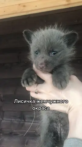 #foxfamily #хочуврек #рекомендации #рек #неидеальный_питомец